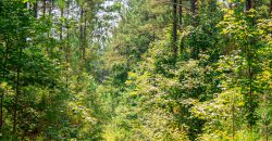 Upson County 43 +/- acres