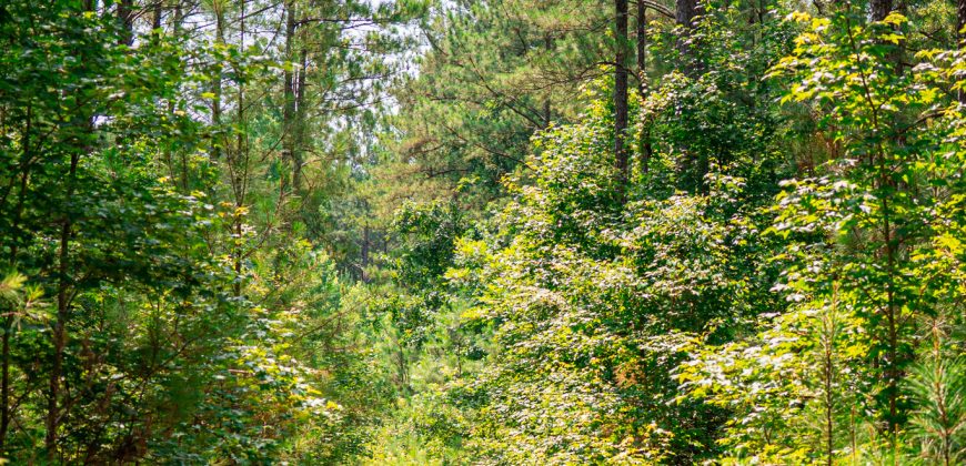Upson County 43 +/- acres