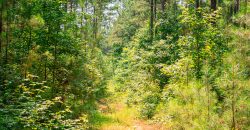 Upson County 43 +/- acres