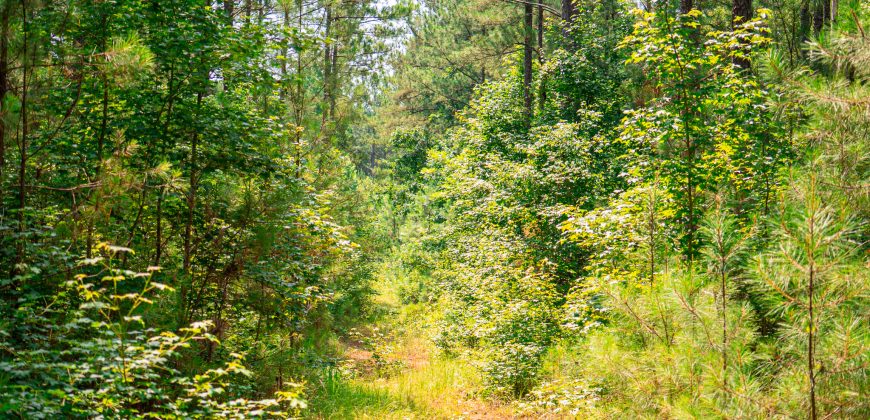 Upson County 43 +/- acres