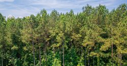 Upson County 43 +/- acres