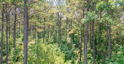 Upson County 43 +/- acres