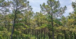 Upson County 43 +/- acres
