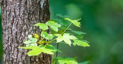 Chattahoochee Hardwoods
