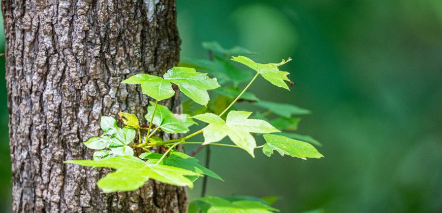 Chattahoochee Hardwoods