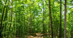 Chattahoochee Hardwoods