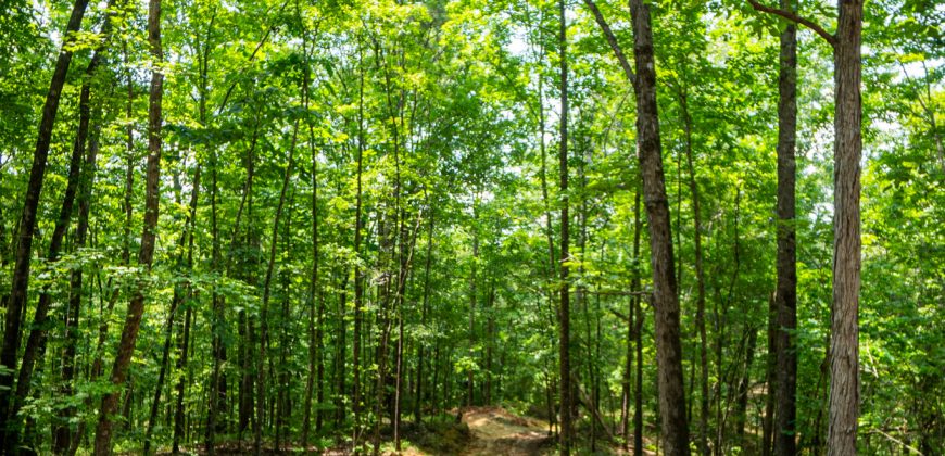 Chattahoochee Hardwoods