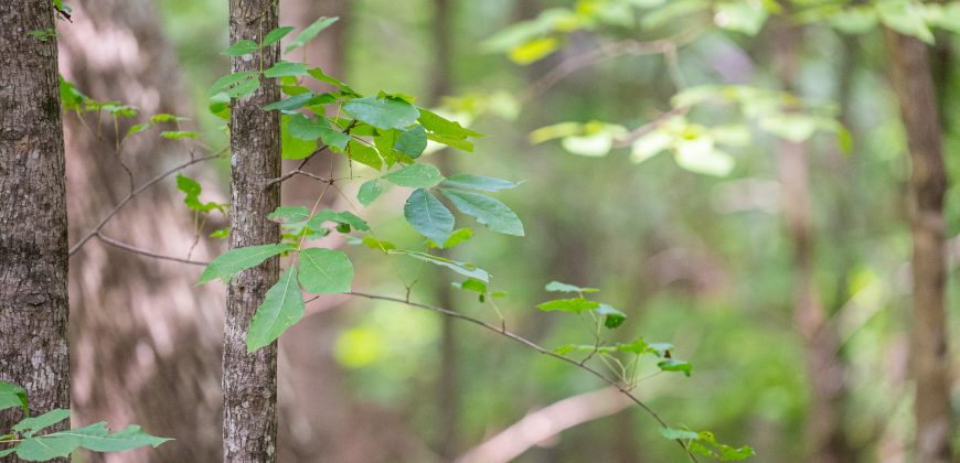 Chattahoochee Hardwoods