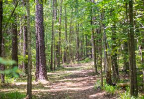 Chattahoochee Hardwoods