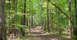 Chattahoochee Hardwoods