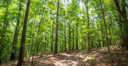Chattahoochee Hardwoods
