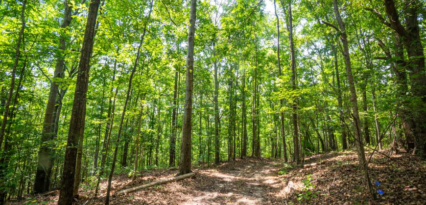Chattahoochee Hardwoods