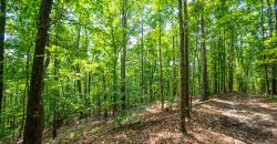 Chattahoochee Hardwoods