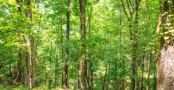 Chattahoochee Hardwoods