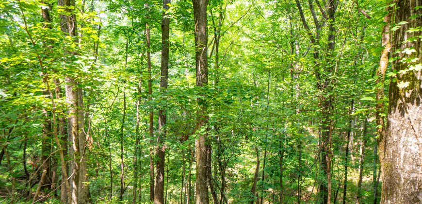 Chattahoochee Hardwoods