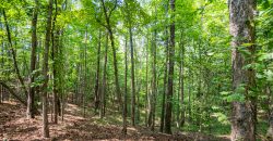 Chattahoochee Hardwoods
