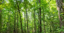 Chattahoochee Hardwoods