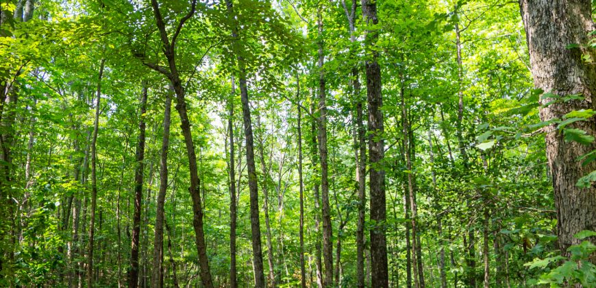 Chattahoochee Hardwoods