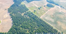 Dooly Pecan Orchard