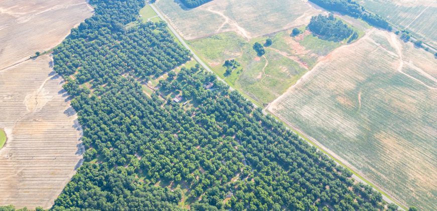Dooly Pecan Orchard