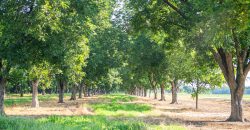 Dooly Pecan Orchard