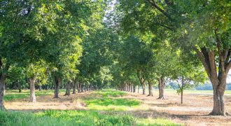 Dooly Pecan Orchard