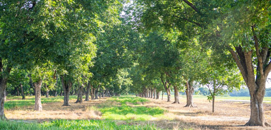 Dooly Pecan Orchard