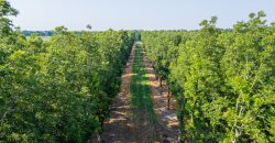 Dooly Pecan Orchard