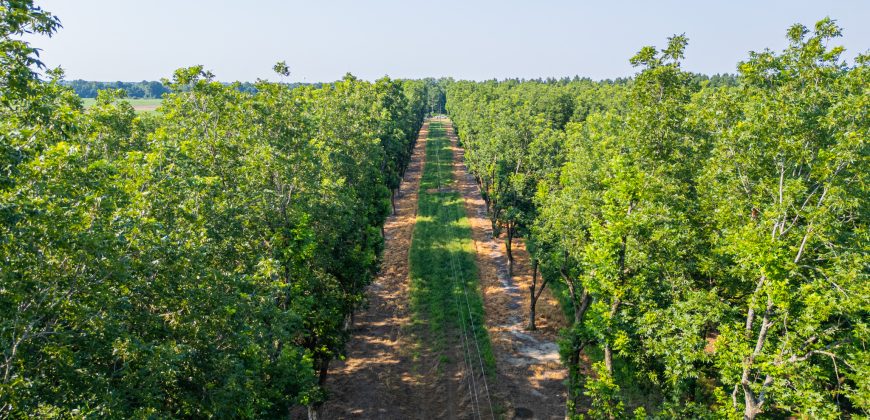 Dooly Pecan Orchard