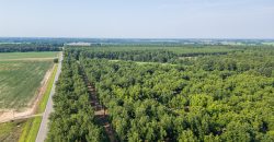 Dooly Pecan Orchard