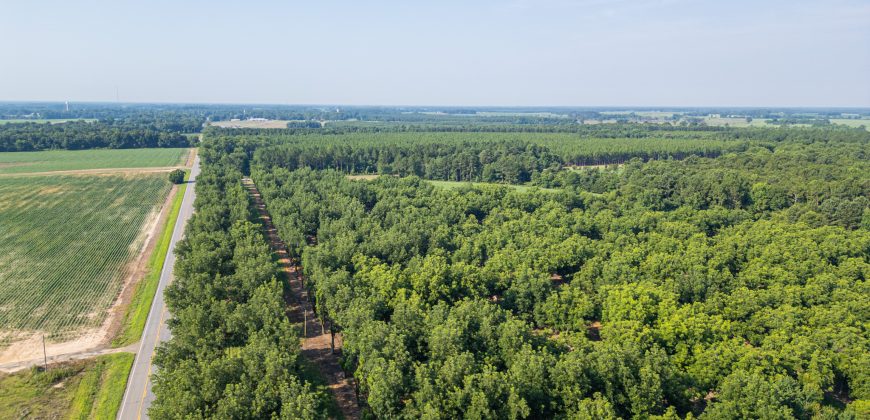 Dooly Pecan Orchard