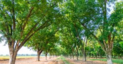 Dooly Pecan Orchard