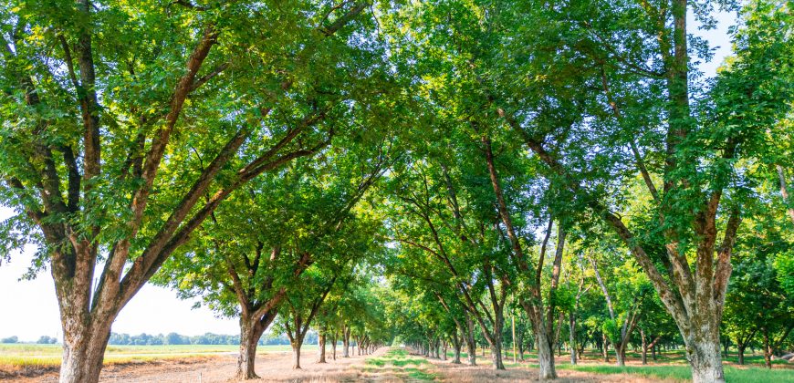 Dooly Pecan Orchard