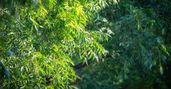 Dooly Pecan Orchard