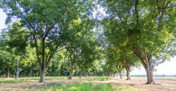 Dooly Pecan Orchard