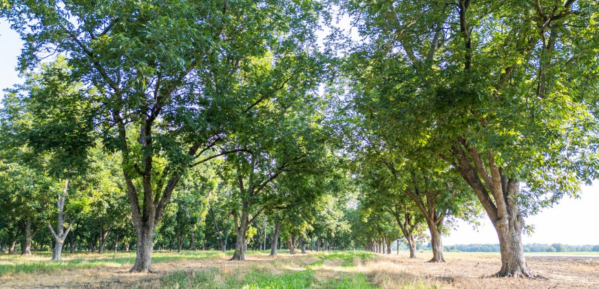 Dooly Pecan Orchard