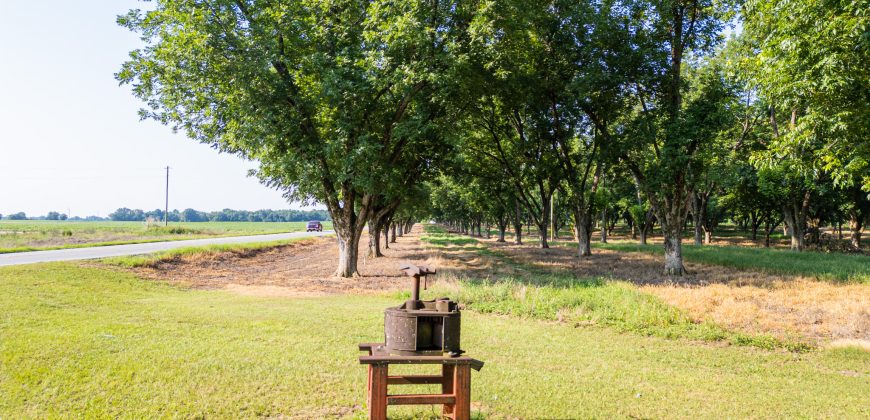 Dooly Pecan Orchard