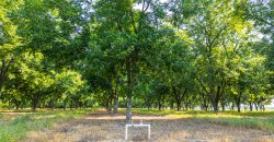Dooly Pecan Orchard
