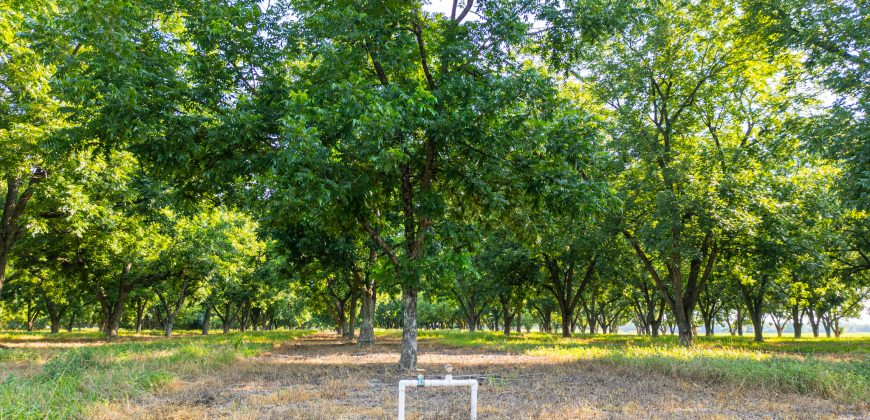 Dooly Pecan Orchard