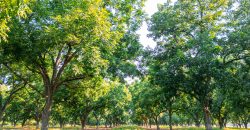 Dooly Pecan Orchard