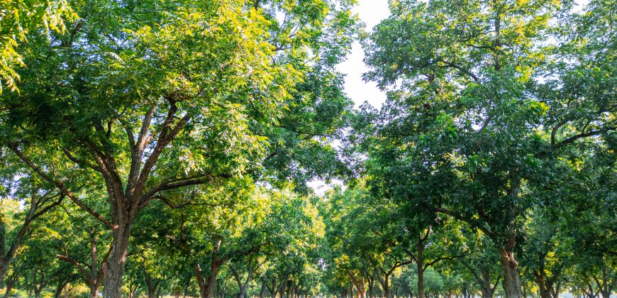 Dooly Pecan Orchard