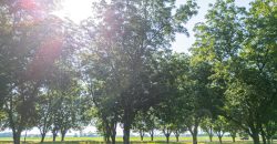 Dooly Pecan Orchard