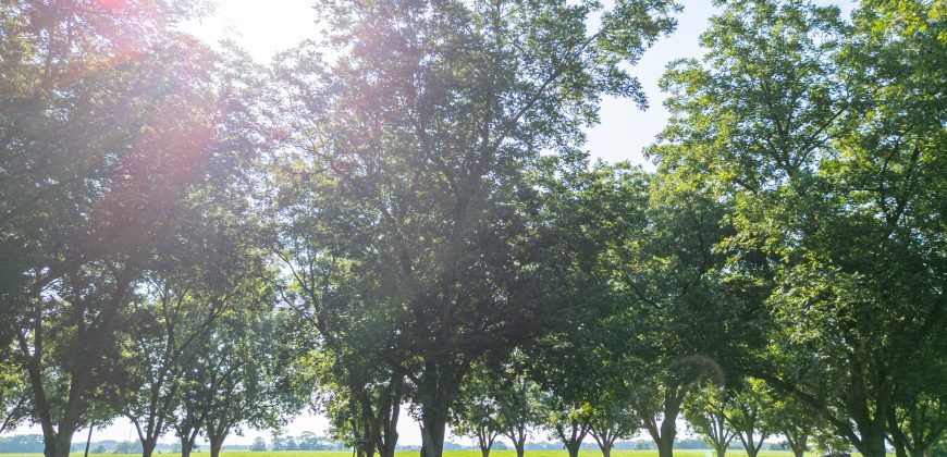 Dooly Pecan Orchard