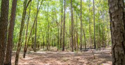 Camp Creek