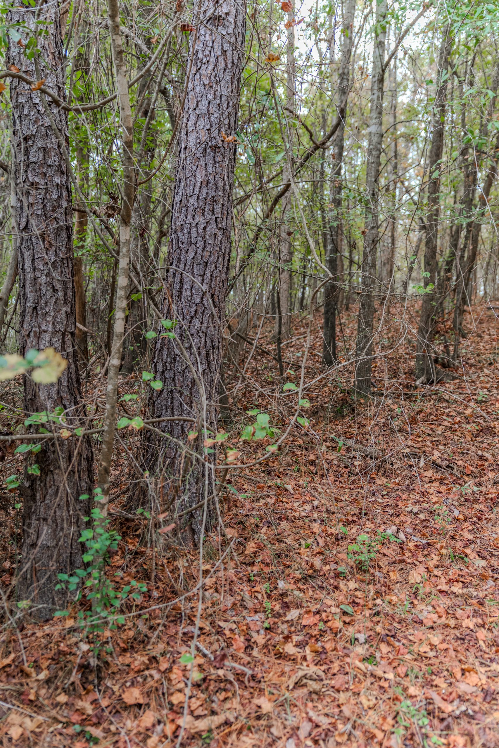 Peach County Recreational Tract Peach County Recreational Tract