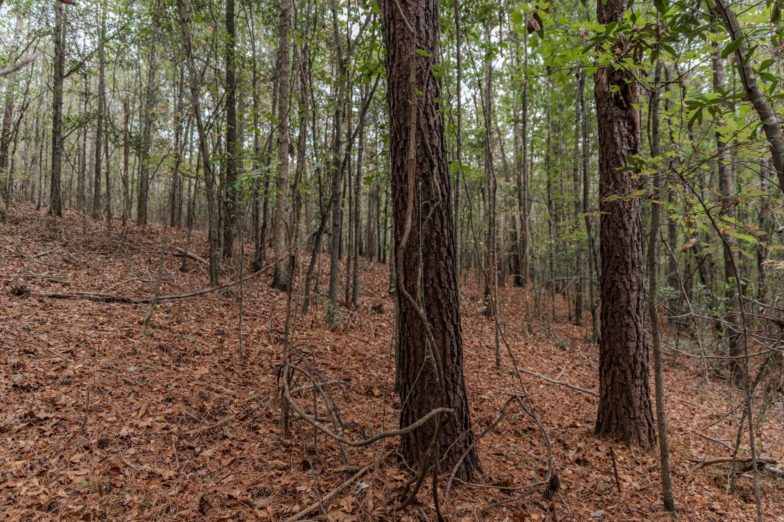 Peach County Recreational Tract Peach County Recreational Tract