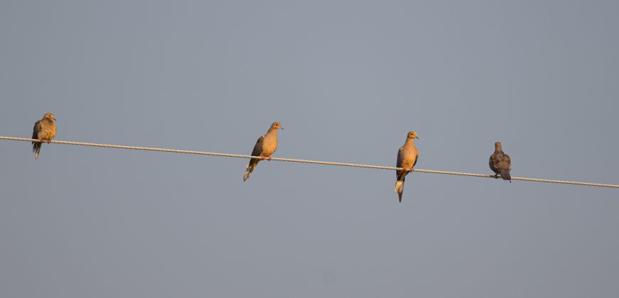 Bird Dawg Farms