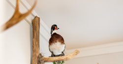 Bird Dawg Farms