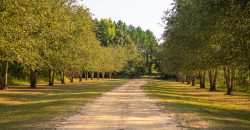 Bird Dawg Farms