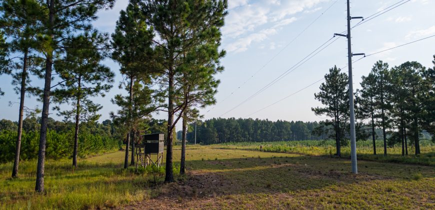 Bird Dawg Farms